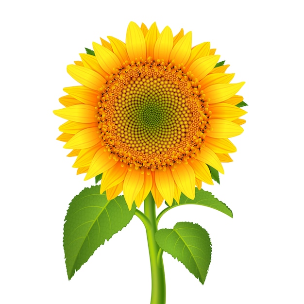 Girasole con peduncolo