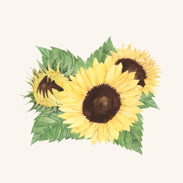 Girasole disegnato a mano isolato su sfondo beige