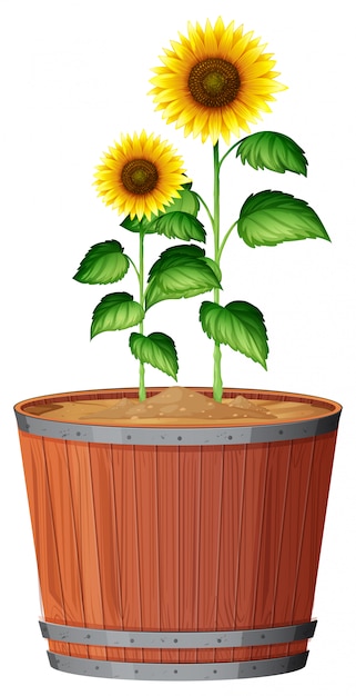 Girasole isolato in vaso