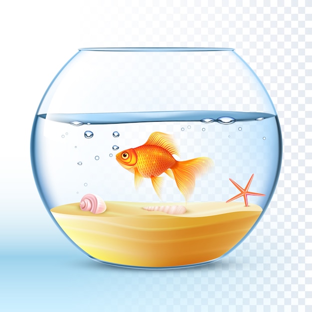 Golden Fish In Round Bowl Poster