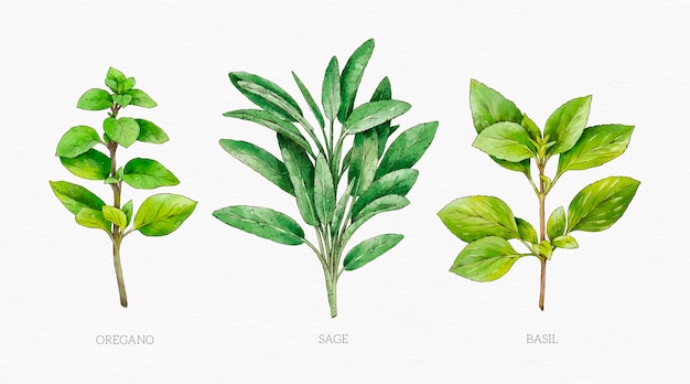 Grafico del fiore botanico dell'acquerello