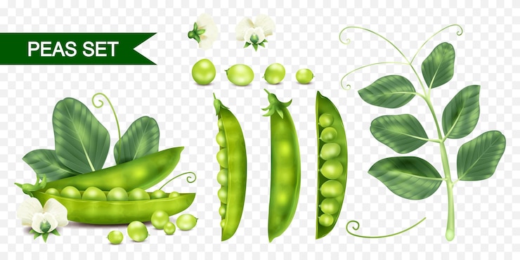 Vettore gratuito icone realistiche di piselli impostate con fagioli freschi e piante su sfondo trasparente isolato illustrazione vettoriale