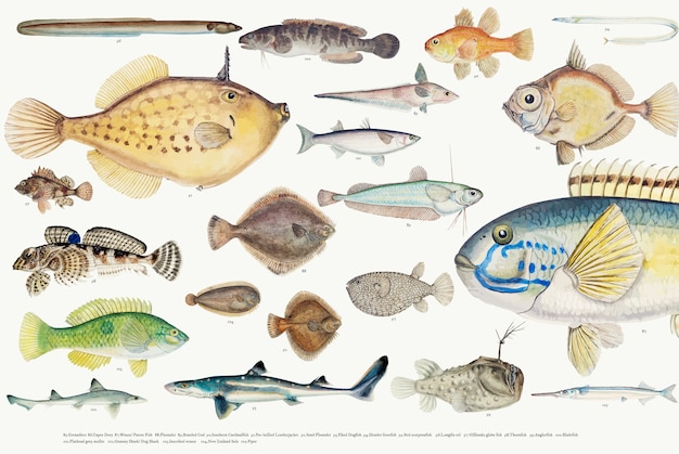 Illustrazione colorata di vettore della collezione di disegno di pesce