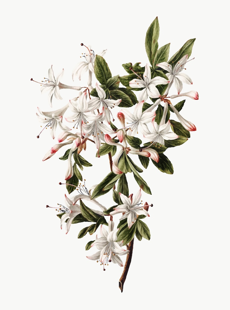 Vettore gratuito illustrazione d'epoca del ramo di azalee in fiore