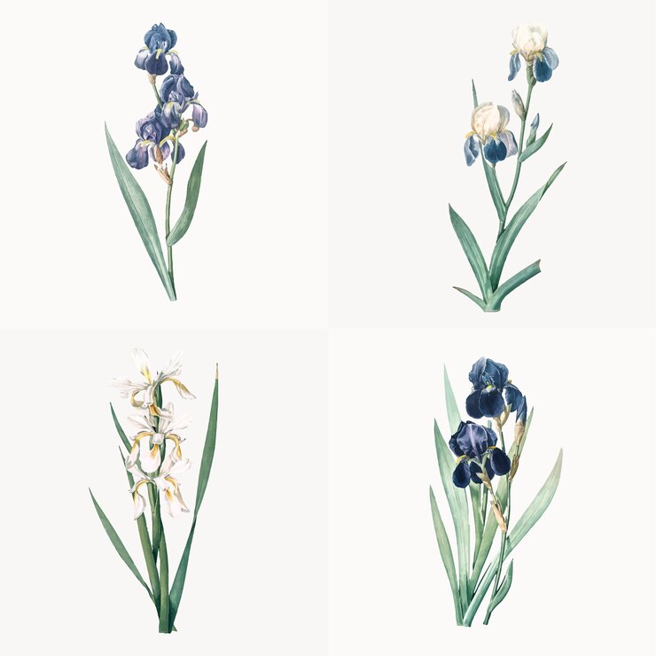Vettore gratuito illustrazione d'epoca del set di iris