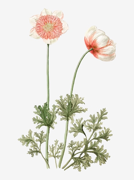 Illustrazione d&#39;epoca di anemoni