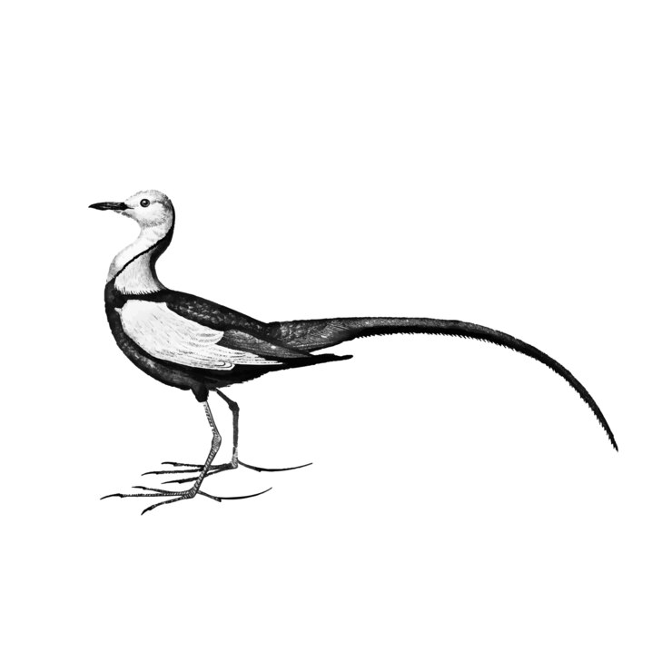 Vettore gratuito illustrazione d'epoca di jacana dalla coda di fagiano