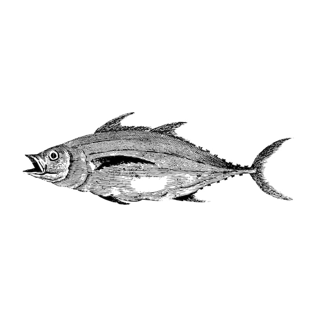 Illustrazione d&#39;epoca di pesce