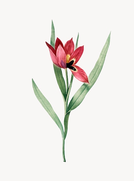 Illustrazione d&#39;epoca di Tulipa oculus Colis