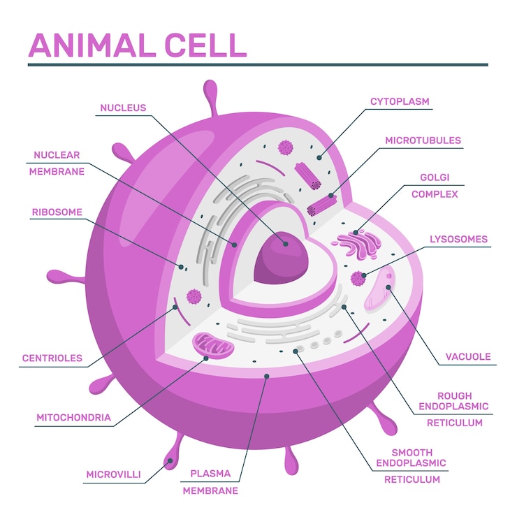 Vettore gratuito illustrazione del concetto di cellula animale