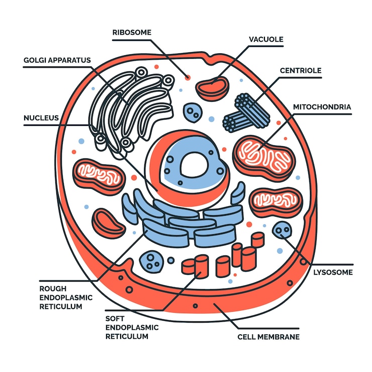 Vettore gratuito illustrazione del concetto di cellula animale