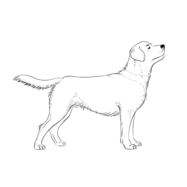 Illustrazione del contorno del cane disegnata a mano