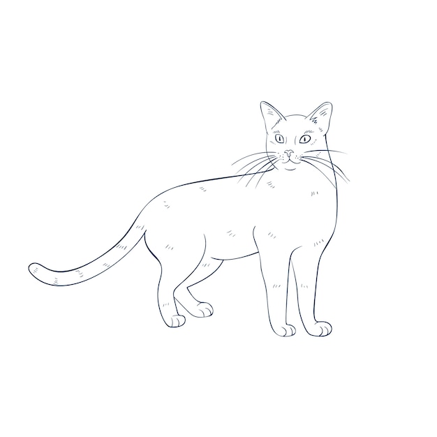 Illustrazione del contorno del gatto disegnata a mano