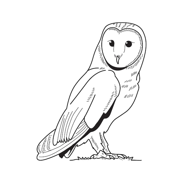 Illustrazione del contorno del gufo disegnata a mano