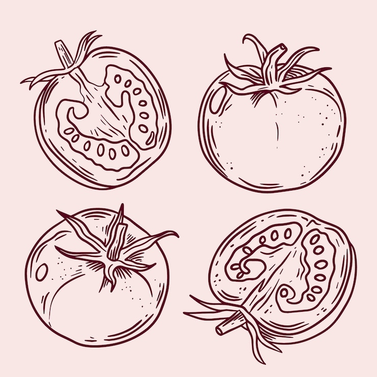 Vettore gratuito illustrazione del contorno del pomodoro disegnato a mano