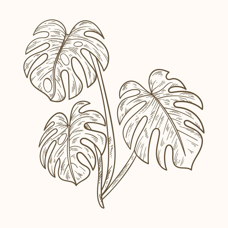 Illustrazione del contorno della foglia di monstera disegnata a mano