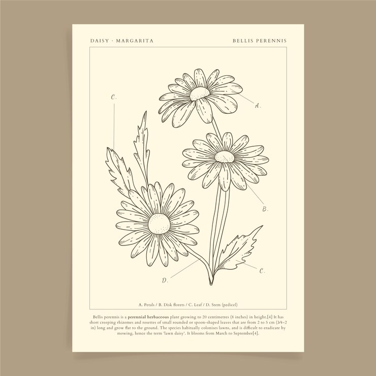 Illustrazione del contorno della margherita disegnata a mano