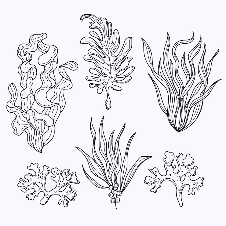 Vettore gratuito illustrazione del contorno delle alghe disegnate a mano