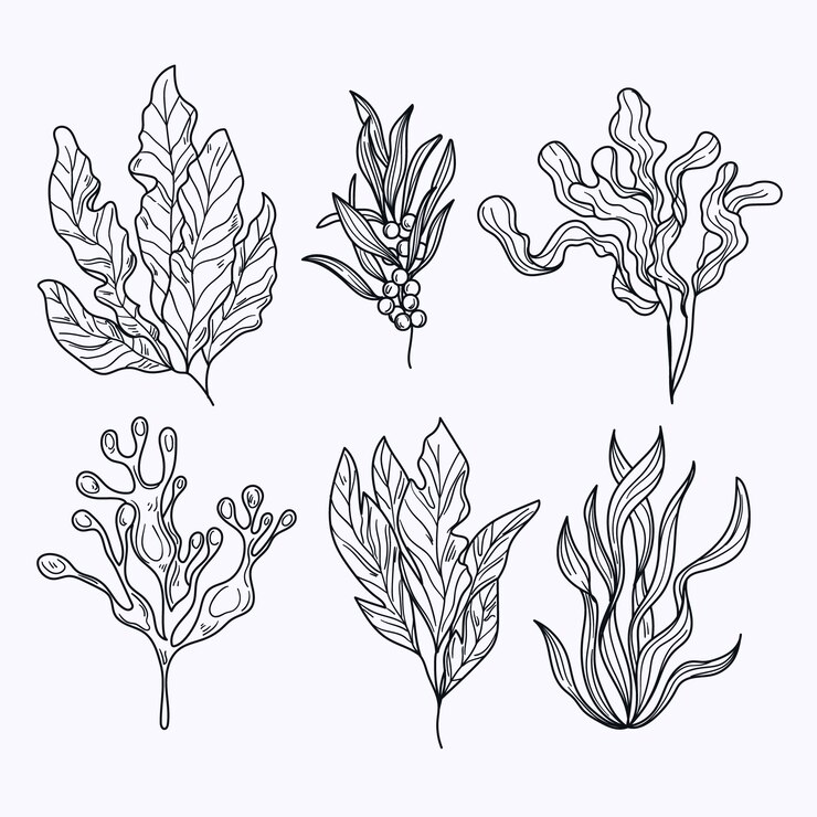 Vettore gratuito illustrazione del contorno delle alghe disegnate a mano