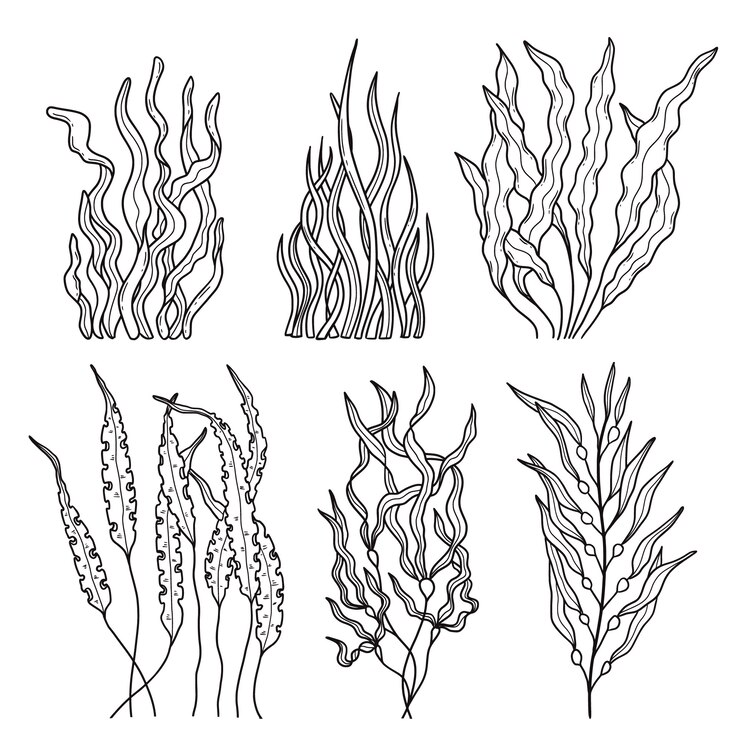 Vettore gratuito illustrazione del contorno delle alghe disegnate a mano