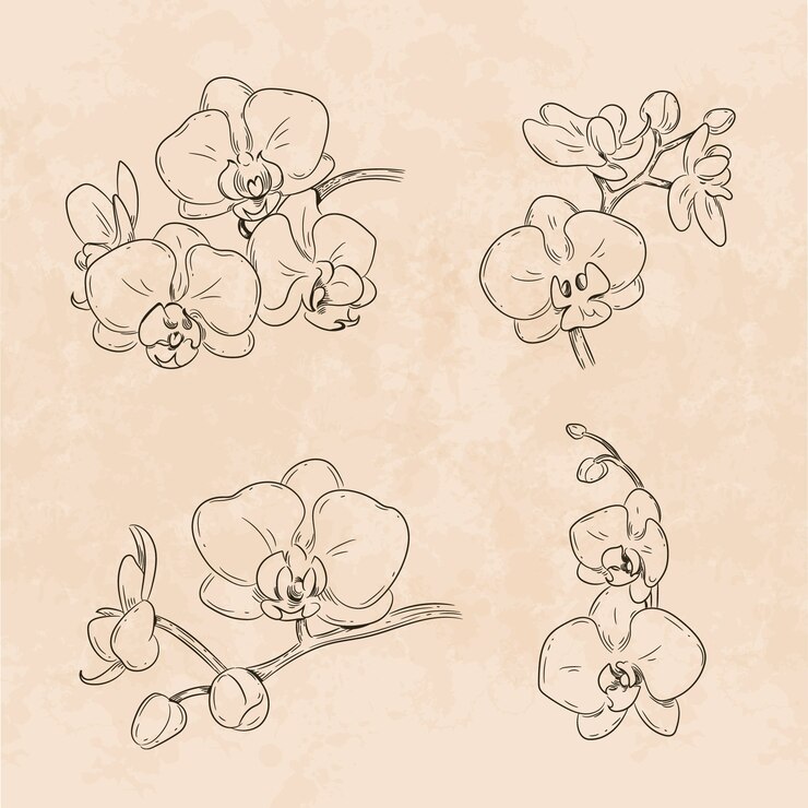 Illustrazione del contorno di un'orchidea disegnata a mano