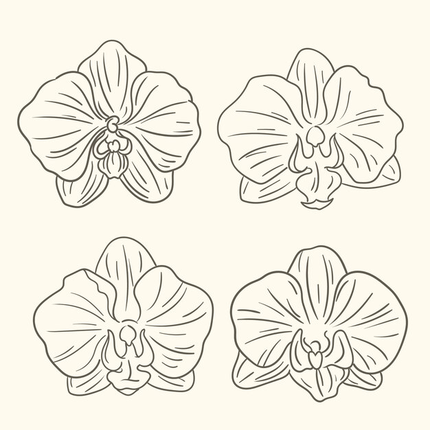 Illustrazione del contorno di un'orchidea disegnata a mano