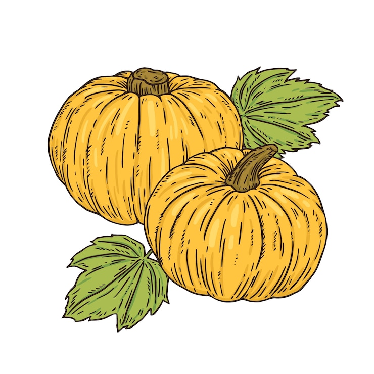 Vettore gratuito illustrazione del disegno della zucca disegnata a mano