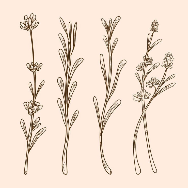 Vettore gratuito illustrazione del disegno di lavanda disegnata a mano