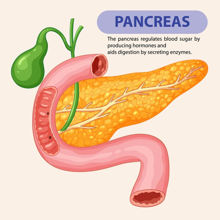 Vettore gratuito illustrazione del pancreas e del sistema digestivo