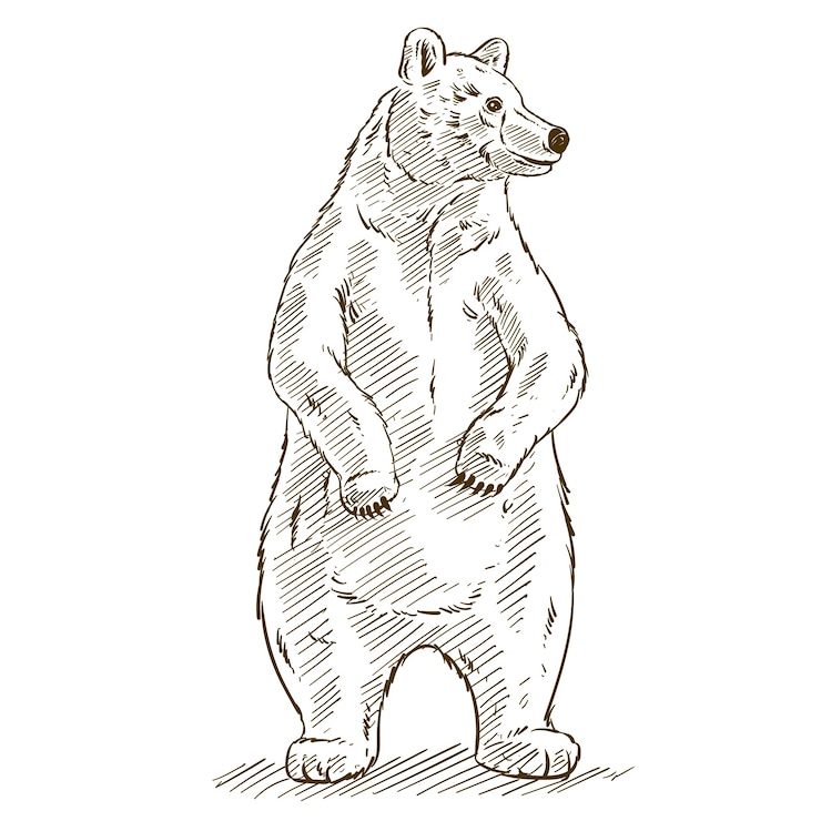 Vettore gratuito illustrazione del profilo dell'orso disegnato a mano