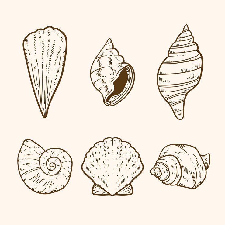 Vettore gratuito illustrazione del profilo della conchiglia disegnata a mano