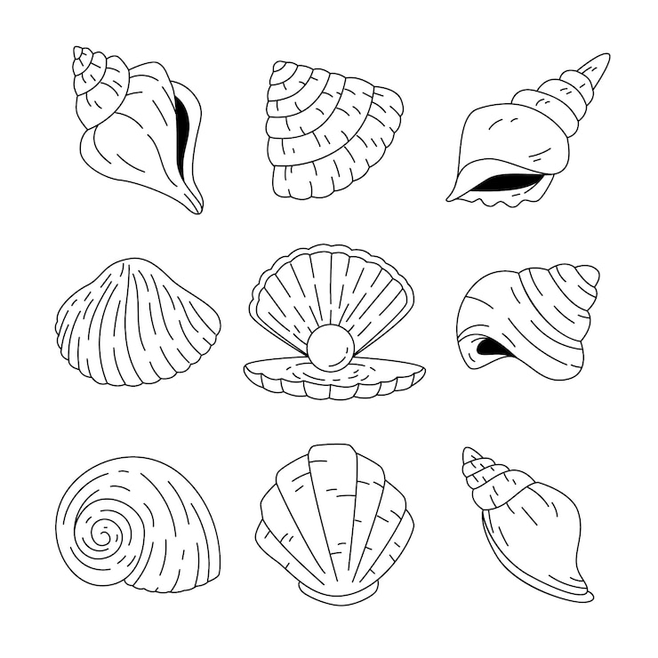 Vettore gratuito illustrazione del profilo della conchiglia disegnata a mano