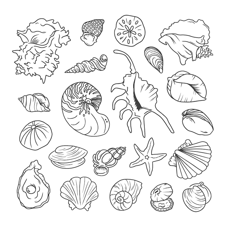 Vettore gratuito illustrazione del profilo della conchiglia disegnata a mano