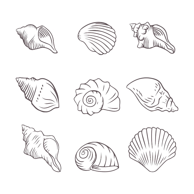 Vettore gratuito illustrazione del profilo della conchiglia disegnata a mano