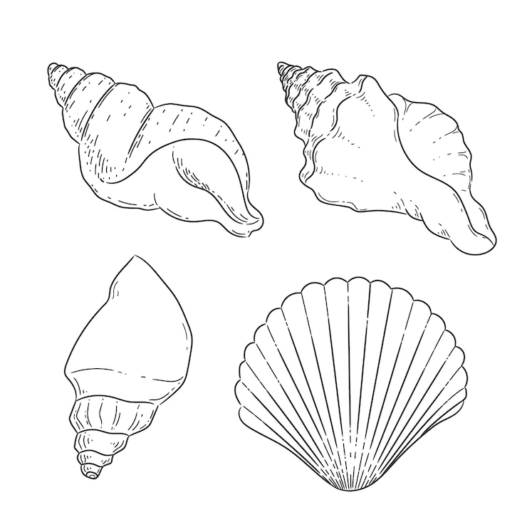 Vettore gratuito illustrazione del profilo della conchiglia disegnata a mano