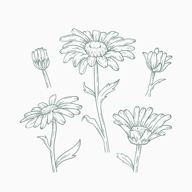 Illustrazione del profilo della margherita disegnata a mano