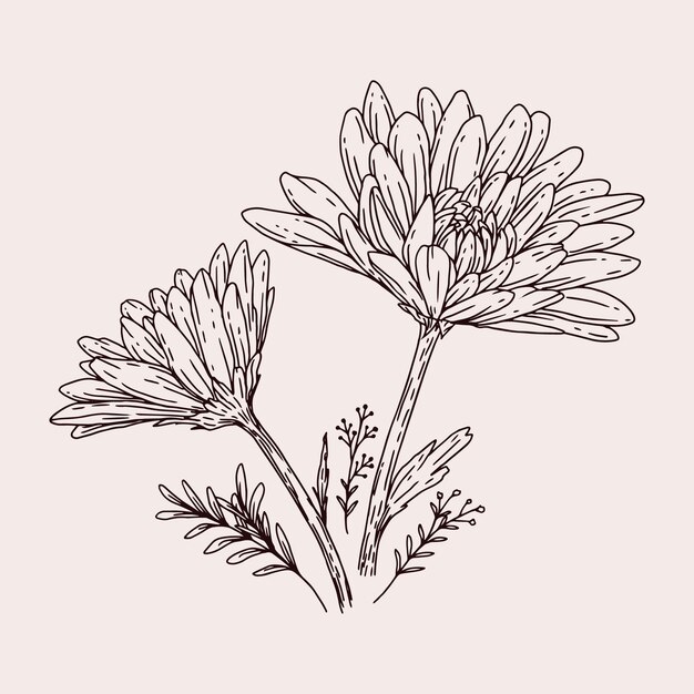 Illustrazione del profilo della margherita disegnata a mano