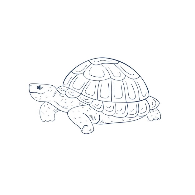 Illustrazione del profilo della tartaruga disegnata a mano