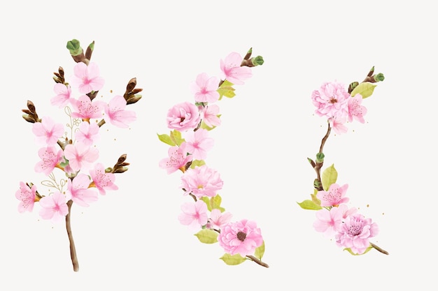 illustrazione del ramo del fiore di ciliegio dell'acquerello
