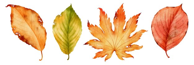 Illustrazione dell'acquerello delle foglie di autunno per l'elemento decorativo