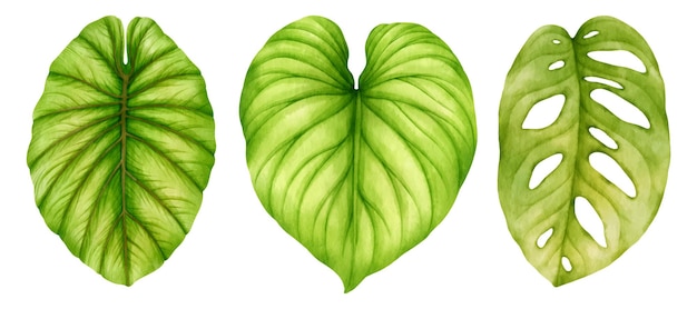 Illustrazione dell'acquerello di foglia verde tropicale per elemento decorativo