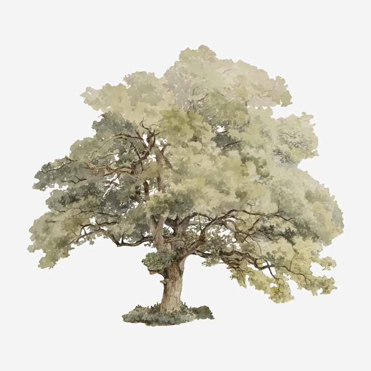 Vettore gratuito illustrazione dell'albero di quercia vintage