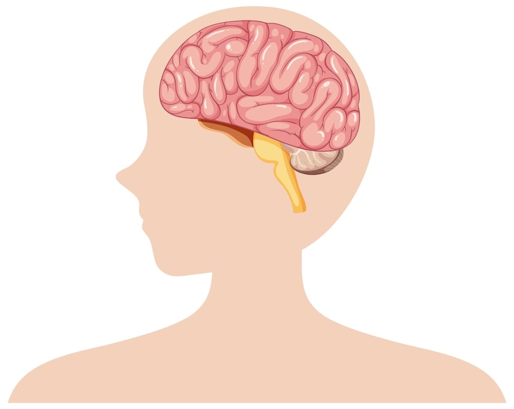 Vettore gratuito illustrazione dell'anatomia del cervello umano