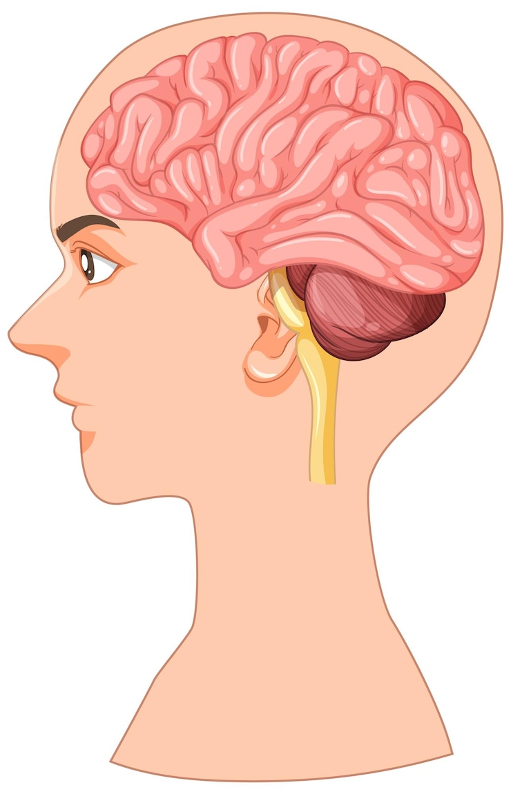 Vettore gratuito illustrazione dell'anatomia del cervello umano