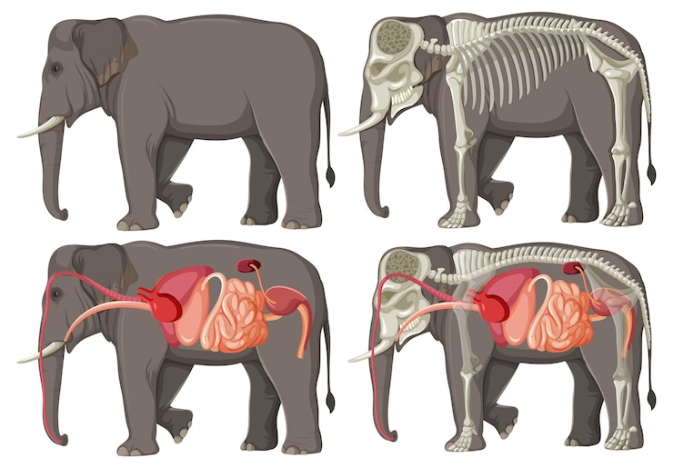 Vettore gratuito illustrazione dell'anatomia e della fisiologia degli elefanti
