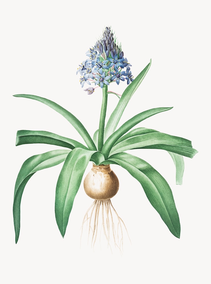 Vettore gratuito illustrazione dell'annata della scilla portoghese