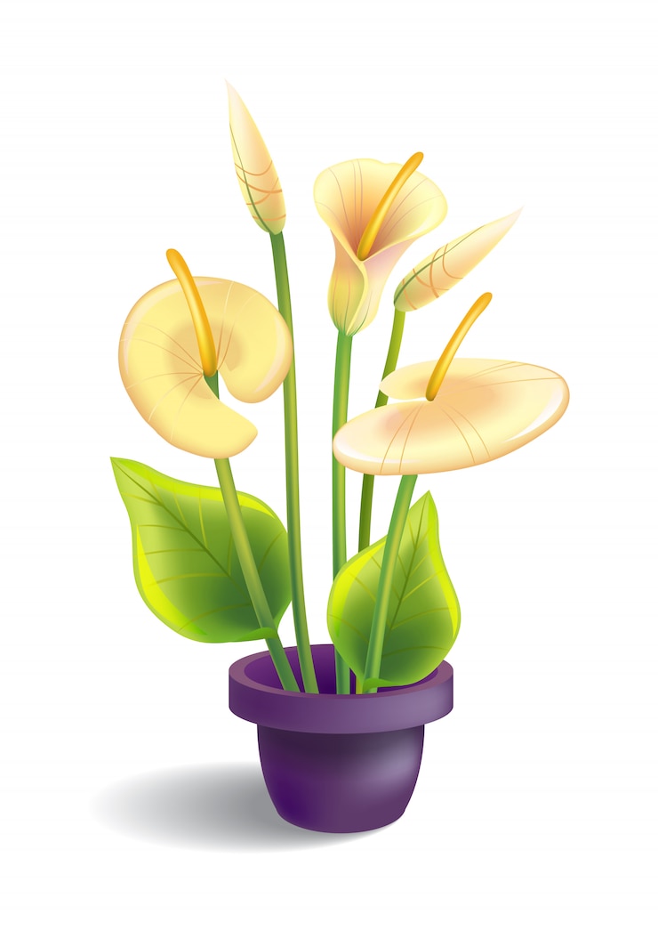 Vettore gratuito illustrazione della calla con foglie e vaso. fiore, pianta domestica, giglio. concetto di fiore