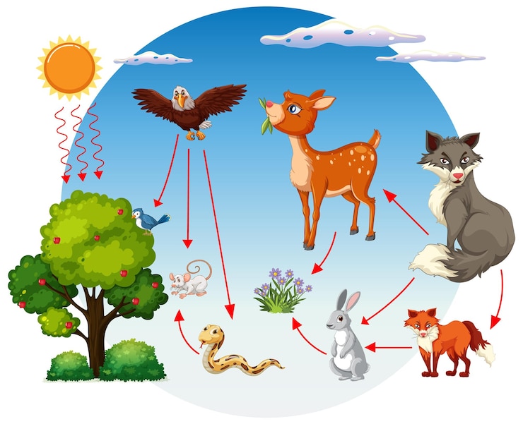 Vettore gratuito illustrazione della catena alimentare forestale