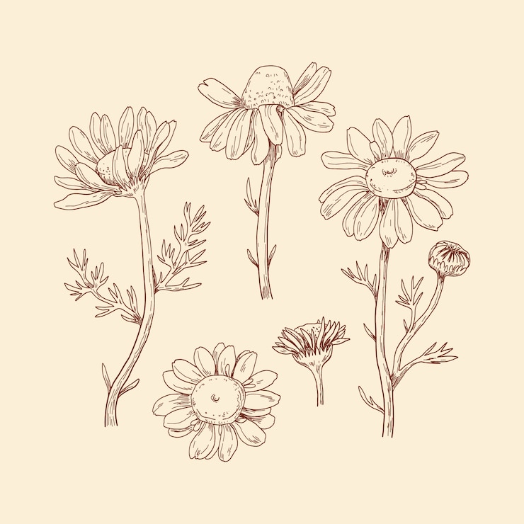 Vettore gratuito illustrazione della margherita disegnata a mano