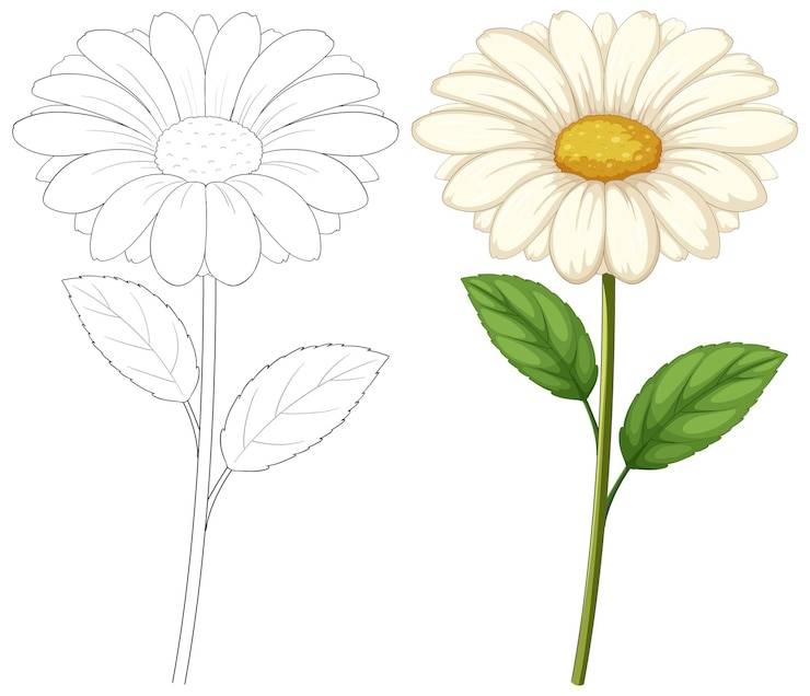 Vettore gratuito illustrazione della margherita in fiore e contorno